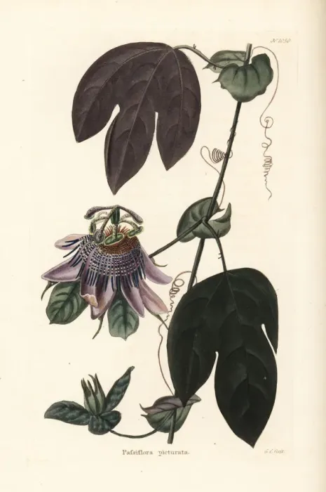 Framed Print : Passionflower, Passiflora picturata Framed Print : Passionflower, Passiflora picturata