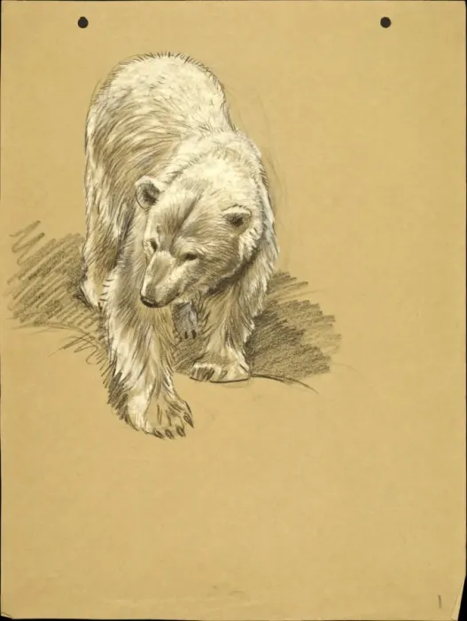 Framed Print : Pastel sketch of a Polar Bear Framed Print : Pastel sketch of a Polar Bear