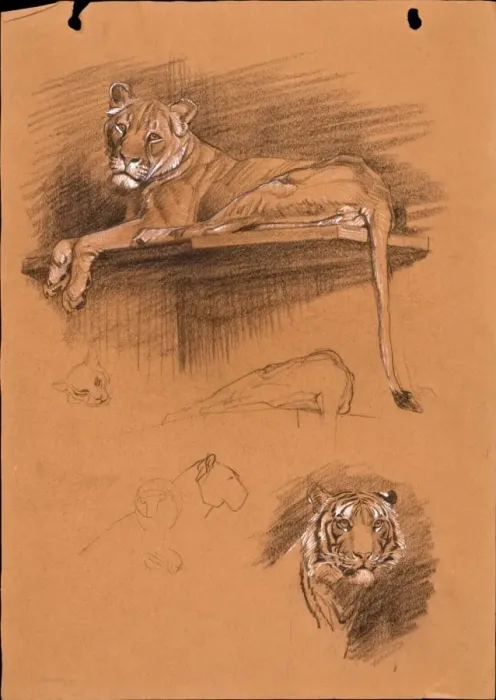 Framed Print : Pastel sketches of a lioness and a tiger Framed Print : Pastel sketches of a lioness and a tiger