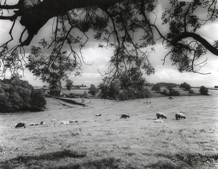 Framed Print : A pastoral landscape near Nobottle, Northamptonshire, England. Date: 1950s Framed Print : A pastoral landscape near Nobottle, Northamptonshire, England. Date: 1950s