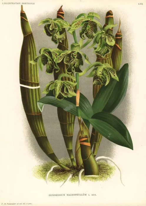 Framed Print : Pastors orchid, Dendrobium macrophyllum Framed Print : Pastors orchid, Dendrobium macrophyllum