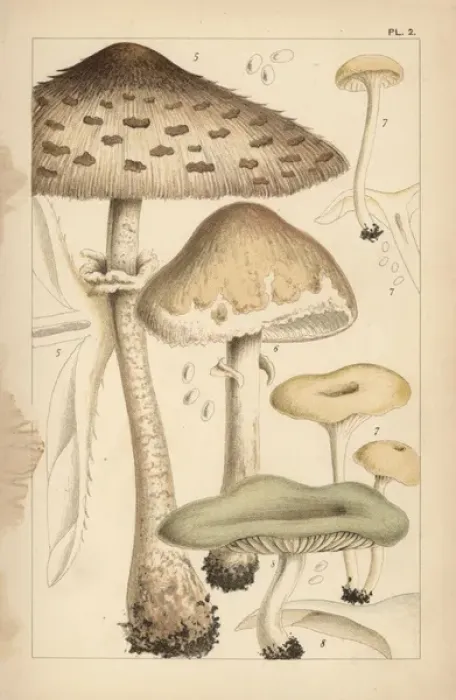 Framed Print : Pasture mushrooms, fragrant funnel, and aniseed toadstool Framed Print : Pasture mushrooms, fragrant funnel, and aniseed toadstool