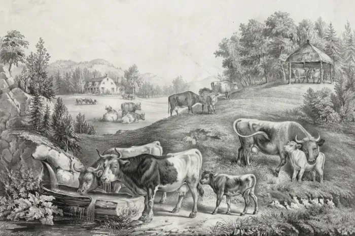 Framed Print : The pasture in summer: the drinking trough Framed Print : The pasture in summer: the drinking trough