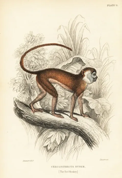 Framed Print : Patas monkey, Erythrocebus patas Framed Print : Patas monkey, Erythrocebus patas