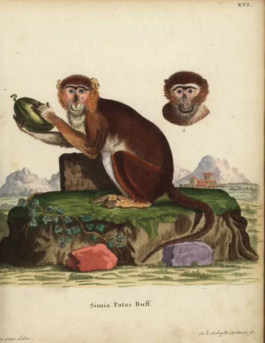 Framed Print : Patas monkey, Erythrocebus patas Framed Print : Patas monkey, Erythrocebus patas
