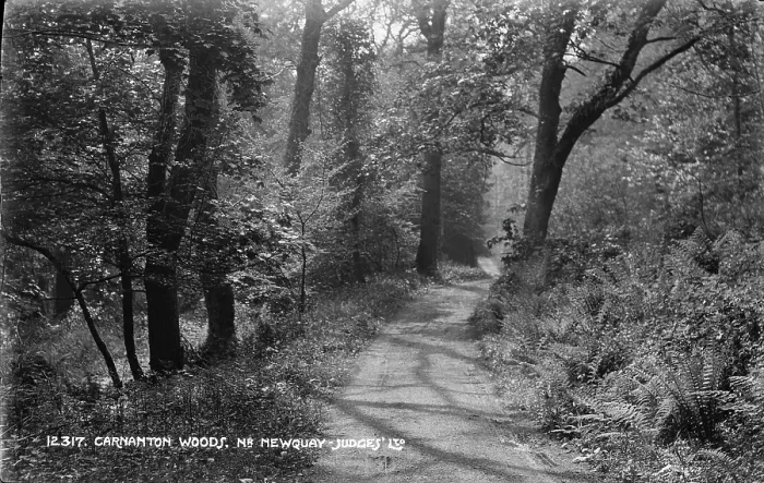 Framed Print : Path Through Carnanton Woods Framed Print : Path Through Carnanton Woods