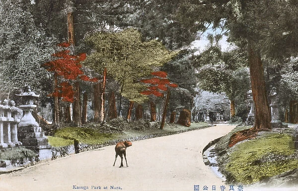 Path to the Shinto Kasuga Shrine at Nara, Japan - Deer Park