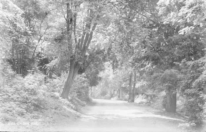 Framed Print : Pathway Through Box Hill Framed Print : Pathway Through Box Hill