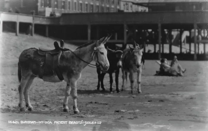 Framed Print : Patient Beasts at Burnham-on-Sea Framed Print : Patient Beasts at Burnham-on-Sea