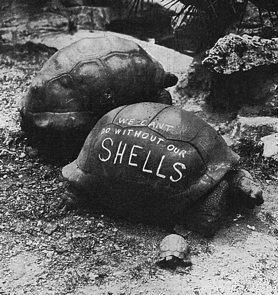 Patriotic slogan on a London Zoo tortoise, WW1