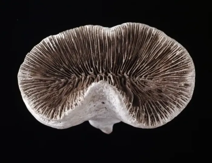 Framed Print : Pattalophyllia sp. coral Framed Print : Pattalophyllia sp. coral