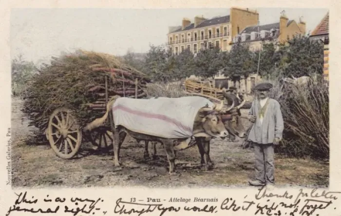 Framed Print : Pau, France - Ox Wagon carrying sticks Framed Print : Pau, France - Ox Wagon carrying sticks