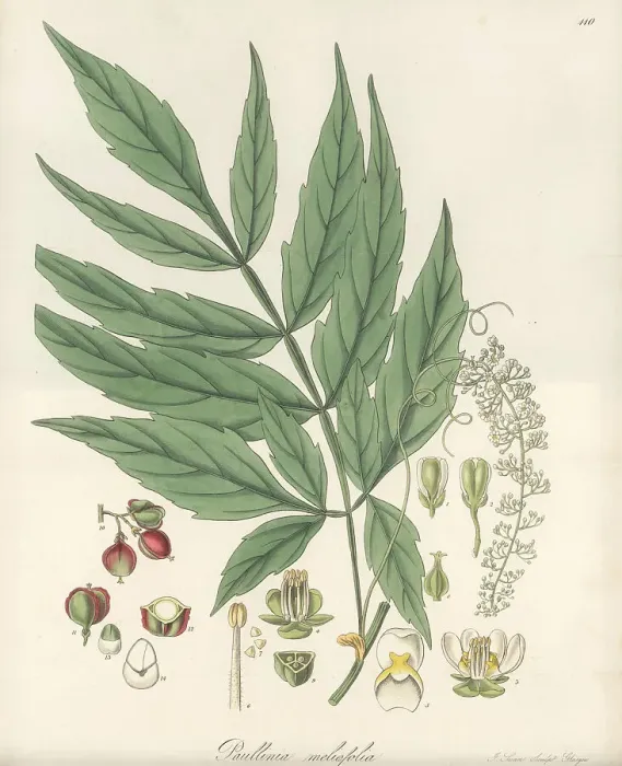 Framed Print : Paullinia meliifolia Framed Print : Paullinia meliifolia