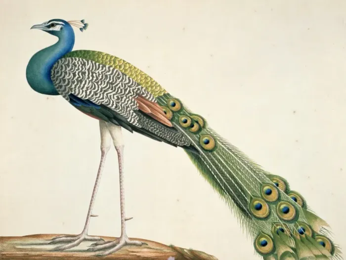 Framed Print : Pavo cristatus, Indian peafowl Framed Print : Pavo cristatus, Indian peafowl
