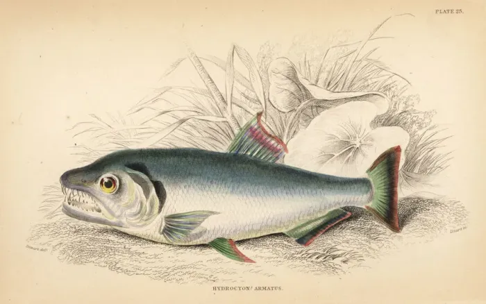 Framed Print : Payara, Hydrolycus armatus Framed Print : Payara, Hydrolycus armatus