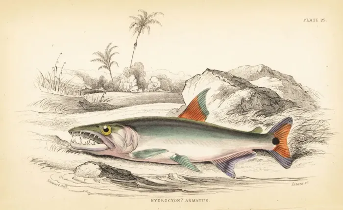 Framed Print : Payara, Hydrolycus armatus Framed Print : Payara, Hydrolycus armatus