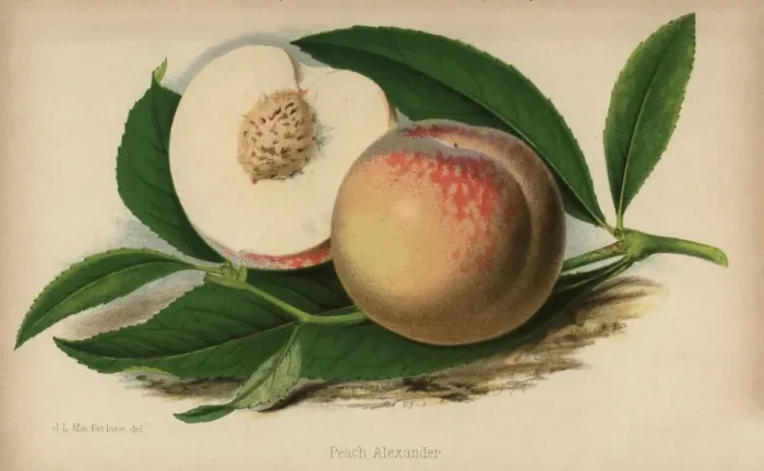 Framed Print : Peach alexander cultivar, Prunus persica Framed Print : Peach alexander cultivar, Prunus persica