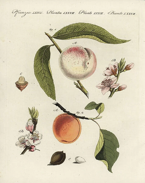 Peach and apricot. Peach tree, Prunus persica 1,