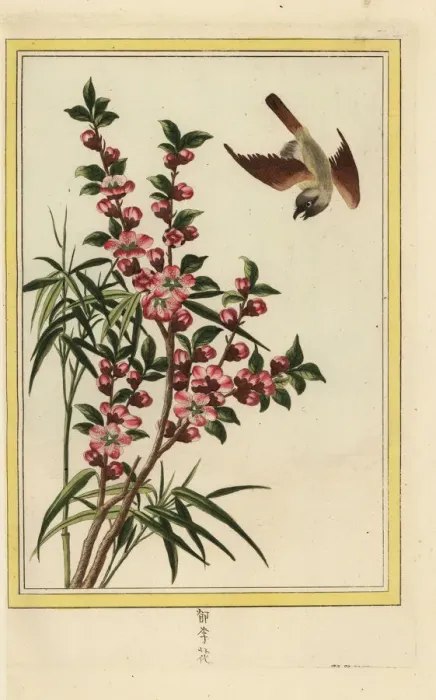 Framed Print : Peach blossom, Prunus persica Framed Print : Peach blossom, Prunus persica