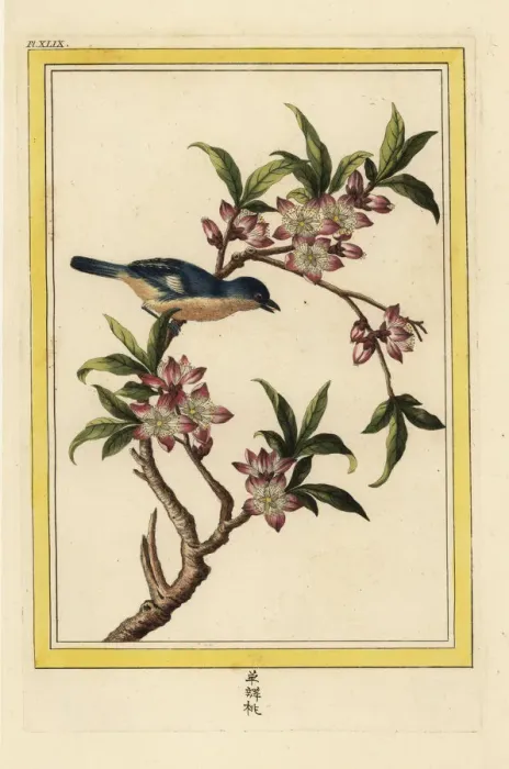 Framed Print : Peach blossom, Prunus persica Framed Print : Peach blossom, Prunus persica