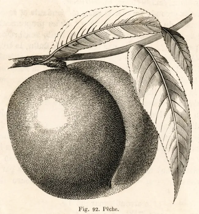 Framed Print : A Peach (B&w) Framed Print : A Peach (B&w)