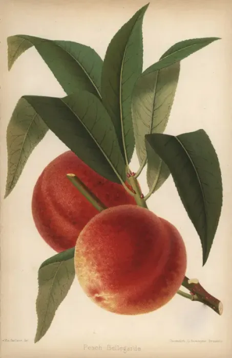 Framed Print : Peach cultivar, Bellegarde, Prunus persica Framed Print : Peach cultivar, Bellegarde, Prunus persica