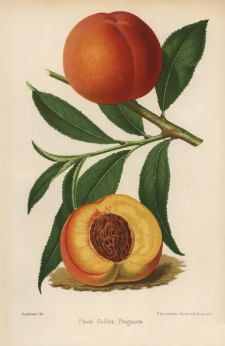Framed Print : Peach cultivar, Golden Frogmore, Prunus persica Framed Print : Peach cultivar, Golden Frogmore, Prunus persica