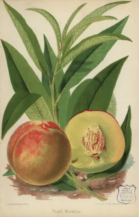 Framed Print : Peach cultivar Waterloo, Prunus persica Framed Print : Peach cultivar Waterloo, Prunus persica