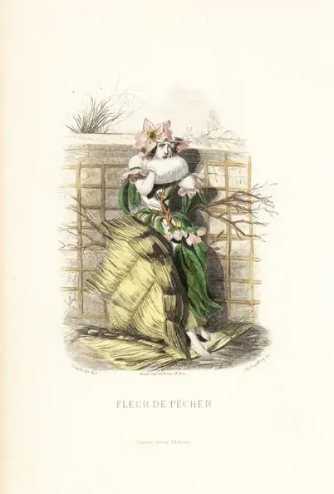 Framed Print : Peach flower fairy, Prunus persica Framed Print : Peach flower fairy, Prunus persica