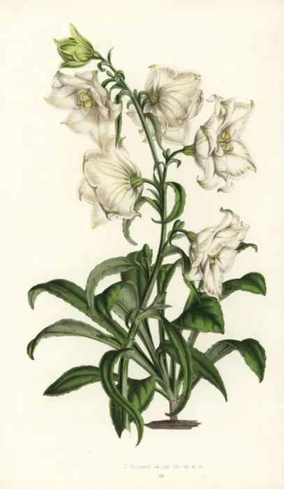 Framed Print : Peach-leaved bellflower, Campanula persicifolia Framed Print : Peach-leaved bellflower, Campanula persicifolia