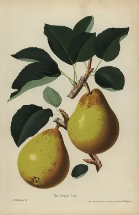 Framed Print : Peach pear, Pyrus communis cultivar Framed Print : Peach pear, Pyrus communis cultivar