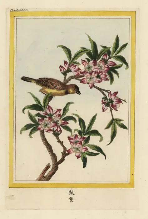 Framed Print : Peach tree in blossom, Prunus persica Framed Print : Peach tree in blossom, Prunus persica