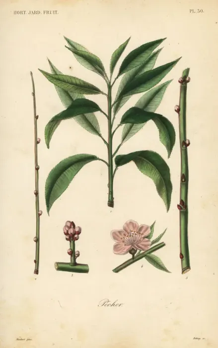 Framed Print : Peach tree, taille du pecher