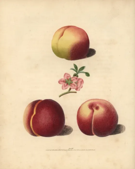 Framed Print : Peach varieties, Prunus persica Framed Print : Peach varieties, Prunus persica
