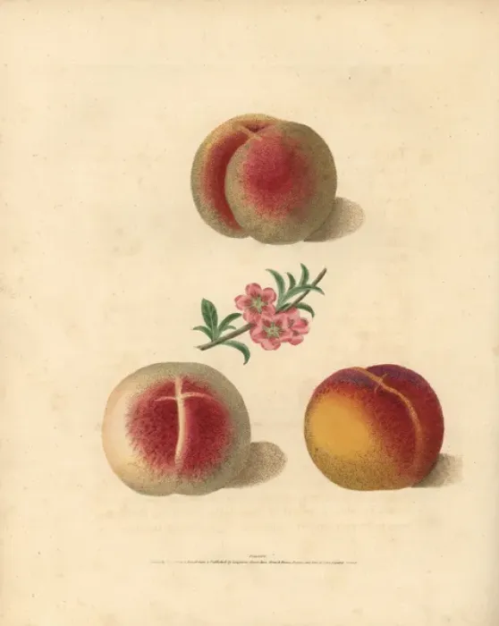 Framed Print : Peach varieties, Prunus persica Framed Print : Peach varieties, Prunus persica