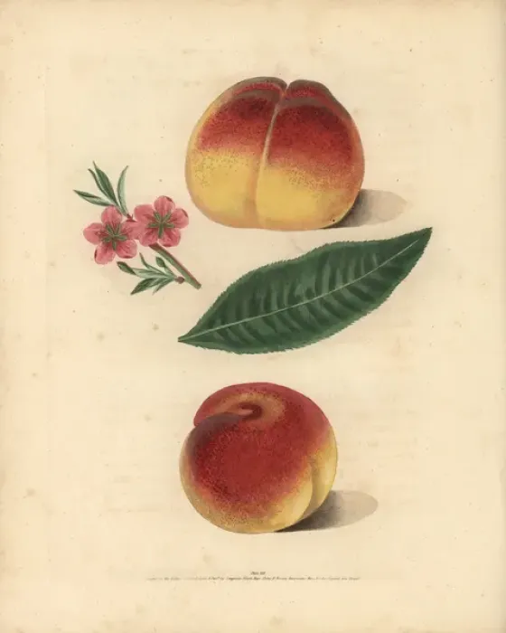 Framed Print : Peach varieties, Prunus persica Framed Print : Peach varieties, Prunus persica