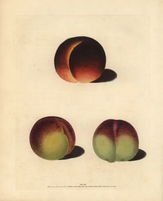 Framed Print : Peach varieties, Prunus persica Framed Print : Peach varieties, Prunus persica