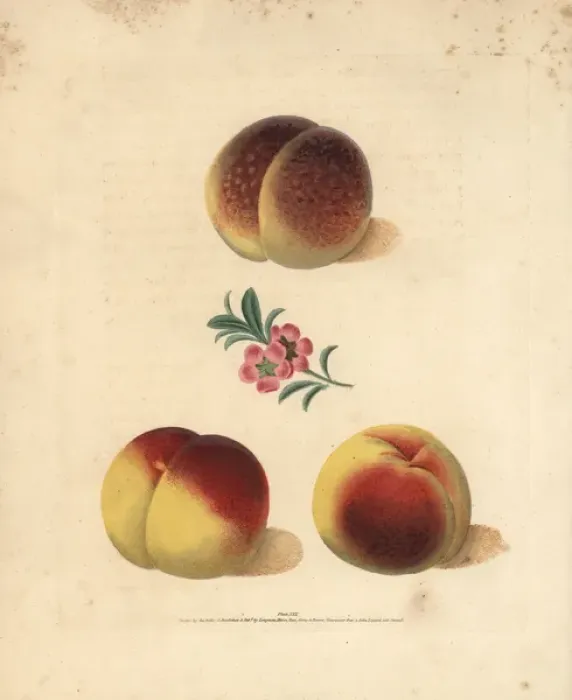 Framed Print : Peach varieties, Prunus persica Framed Print : Peach varieties, Prunus persica