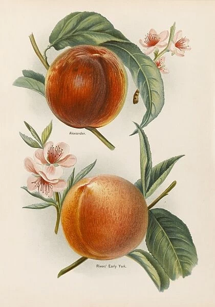 PEACHES. Alexander Rivers Early York, with blossom