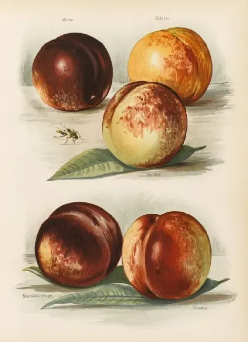Framed Print : PEACHES. Milton Goldoni Victoria Stanwick Elruge Newton Framed Print : PEACHES. Milton Goldoni Victoria Stanwick Elruge Newton