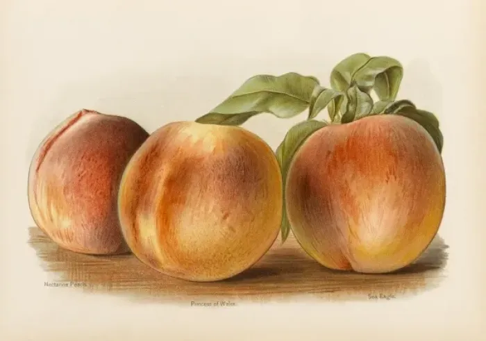 Framed Print : PEACHES. Nectarine Peach Princess of Wales Sea Eagle Framed Print : PEACHES. Nectarine Peach Princess of Wales Sea Eagle