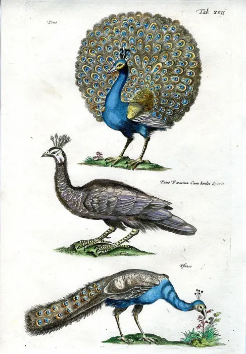 Framed Print : Peacock Framed Print : Peacock