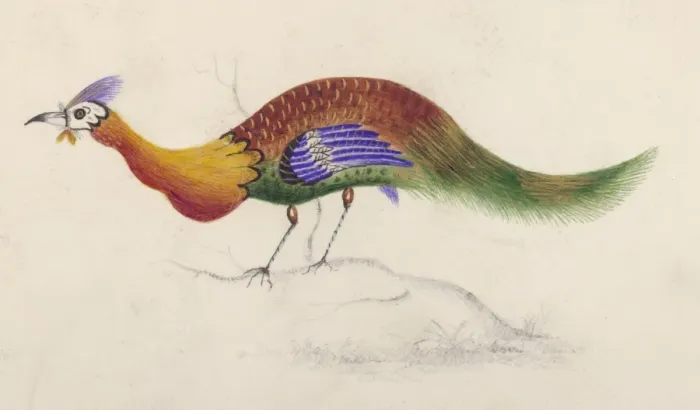 Framed Print : Is it a Peacock ??? Framed Print : Is it a Peacock ???