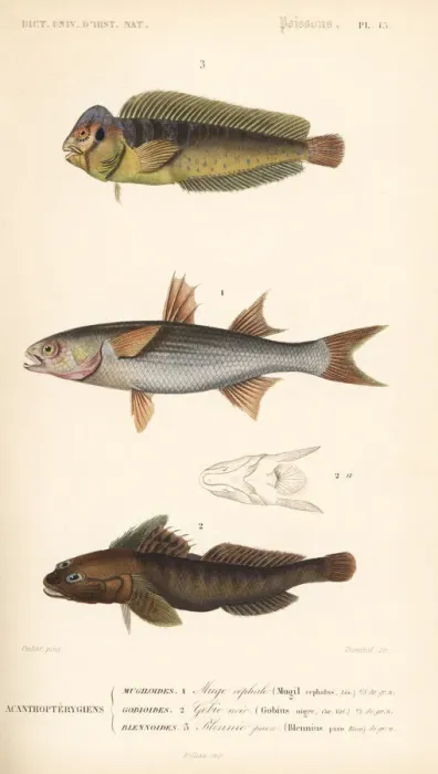 Framed Print : Peacock blenny, flathead mullet, and black goby Framed Print : Peacock blenny, flathead mullet, and black goby