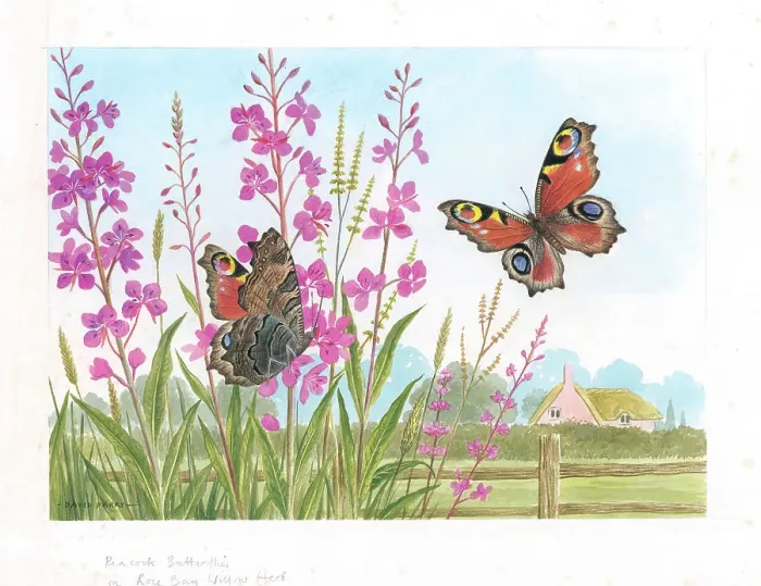 Framed Print : Peacock butterflies on Rose Bay Willow Herb Butterflies Framed Print : Peacock butterflies on Rose Bay Willow Herb Butterflies