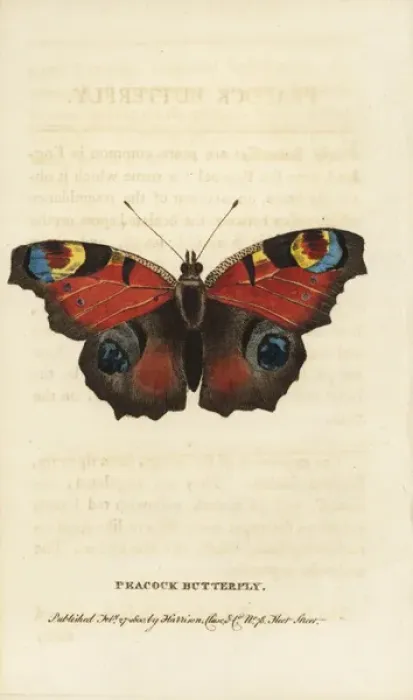 Framed Print : Peacock butterfly, Inachis io Framed Print : Peacock butterfly, Inachis io
