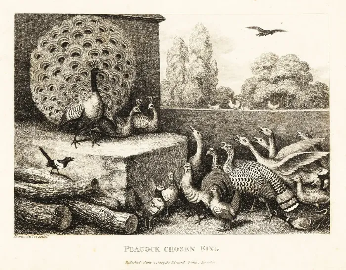 Framed Print : A peacock chosen king of the farm birds
