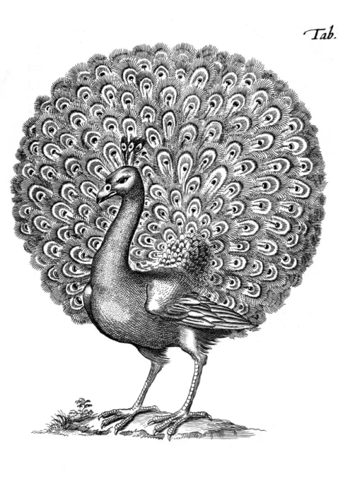 Framed Print : Peacock Displaying 1650 Framed Print : Peacock Displaying 1650