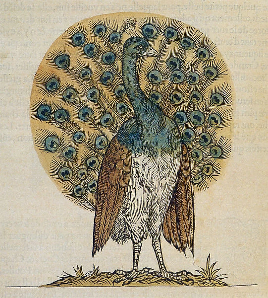 Peacock Drawing Date: 1555