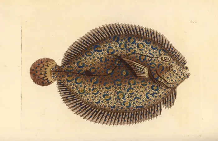 Framed Print : Peacock flounder, Bothus lunatus Framed Print : Peacock flounder, Bothus lunatus